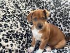 Adopt Luna Roo (Willow's Puppy #6) a Catahoula Leopard Dog, Great Pyrenees
