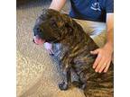 Adopt Moonpie a Bullmastiff