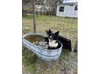 Adopt Hazel a Border Collie