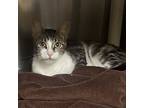 Lilly, Domestic Shorthair For Adoption In Merriam, Kansas