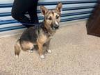 Adopt LUNA a Siberian Husky, German Shepherd Dog