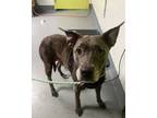 Adopt Abby a Pit Bull Terrier