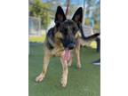 Adopt APHRODITE a German Shepherd Dog