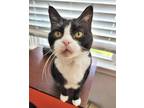 Adopt SHAKA a Domestic Short Hair