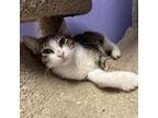 Adopt Gloria a Domestic Short Hair