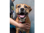 Adopt Bellatrix a Pit Bull Terrier, Mixed Breed