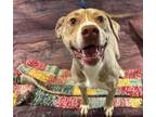 Adopt AC #1443 "Ava" a Plott Hound