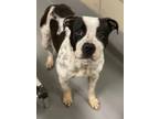 Adopt AC #1635 "Zoey" a Pointer, Pit Bull Terrier