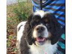 Adopt Lulah a Cocker Spaniel