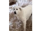 Adopt Sissy a Great Pyrenees