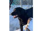 Adopt ODA a Black Labrador Retriever