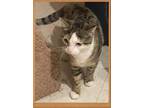 Adopt Oona a Tabby, Domestic Short Hair