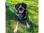 Adopt Luna a Labrador Retriever, Terrier