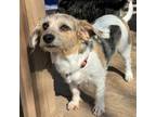Adopt Maybelline a Fox Terrier, Mixed Breed
