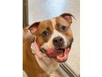 Adopt Petunia a Pit Bull Terrier, Mixed Breed
