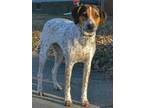 Adopt Lolli a Australian Shepherd, Hound