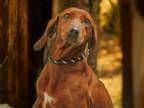 Adopt Jean a Redbone Coonhound