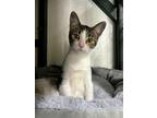 Adopt Prissy a Domestic Short Hair