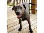 Adopt Millie Mae a Weimaraner