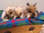 Adopt Tina a Lionhead, Bunny Rabbit