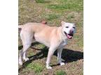 Adopt Crystal a Labrador Retriever