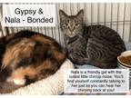 Adopt Gypsy and Nala Bonded Pair a Domestic Short Hair