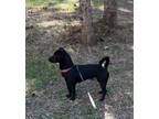 Adopt Jasper a Terrier (Unknown Type, Medium) / Corgi / Mixed dog in Thompson