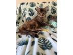 Adopt Tetris a Torbie, American Shorthair