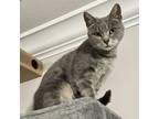 Adopt Marla a Gray, Blue or Silver Tabby Domestic Mediumhair cat in Knoxville