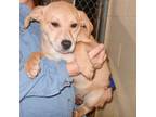 Adopt Pup Pup a Labrador Retriever