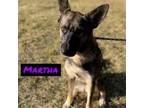 Adopt Martha a German Shepherd Dog, Shepherd