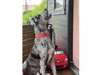 Adopt Sueko a Black - with Gray or Silver Great Dane / Mixed dog in Atlanta