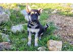 German Shepherd Dog Puppy for sale in Springfield, MO, USA