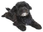 Mutt Puppy for sale in Fayetteville, AR, USA