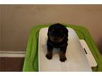 Rottweiler Puppy for sale in Houston, TX, USA