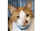 Adopt Kito a Domestic Shorthair / Mixed (short coat) cat in Little Rock