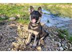 German Shepherd Dog Puppy for sale in Springfield, MO, USA