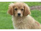 Cavapoo Puppy for sale in Columbia, MO, USA
