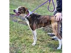 Adopt Lulubelle a Mountain Cur