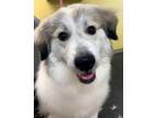 Adopt Buttons a Great Pyrenees