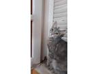 Adopt Silver a Spotted Tabby/Leopard Spotted Egyptian Mau cat in Manchester