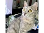 Adopt Savannah a Domestic Short Hair