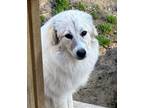 Adopt LORALI a Great Pyrenees