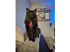 Adopt Suki Honey Bun a All Black Domestic Longhair / Mixed (long coat) cat in