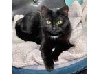 Adopt Elsa a Domestic Short Hair