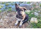 German Shepherd Dog Puppy for sale in Springfield, MO, USA