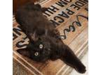 Adopt Marnie a Domestic Long Hair