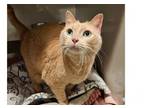 Adopt Gracie a Domestic Short Hair