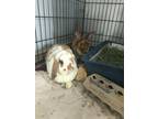 Adopt Panera Bread & Miss Marsha a Holland Lop, Rex