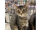 Adopt Gobi a Tiger Striped Domestic Mediumhair cat in Knoxville, TN (38434751)
